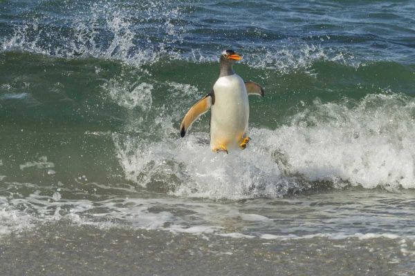 Sea Lion Island Gentoo penguin surfing on shore